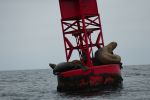 PICTURES/Whale Watching - Depoe Bay/t_Buoy & Seals6.JPG